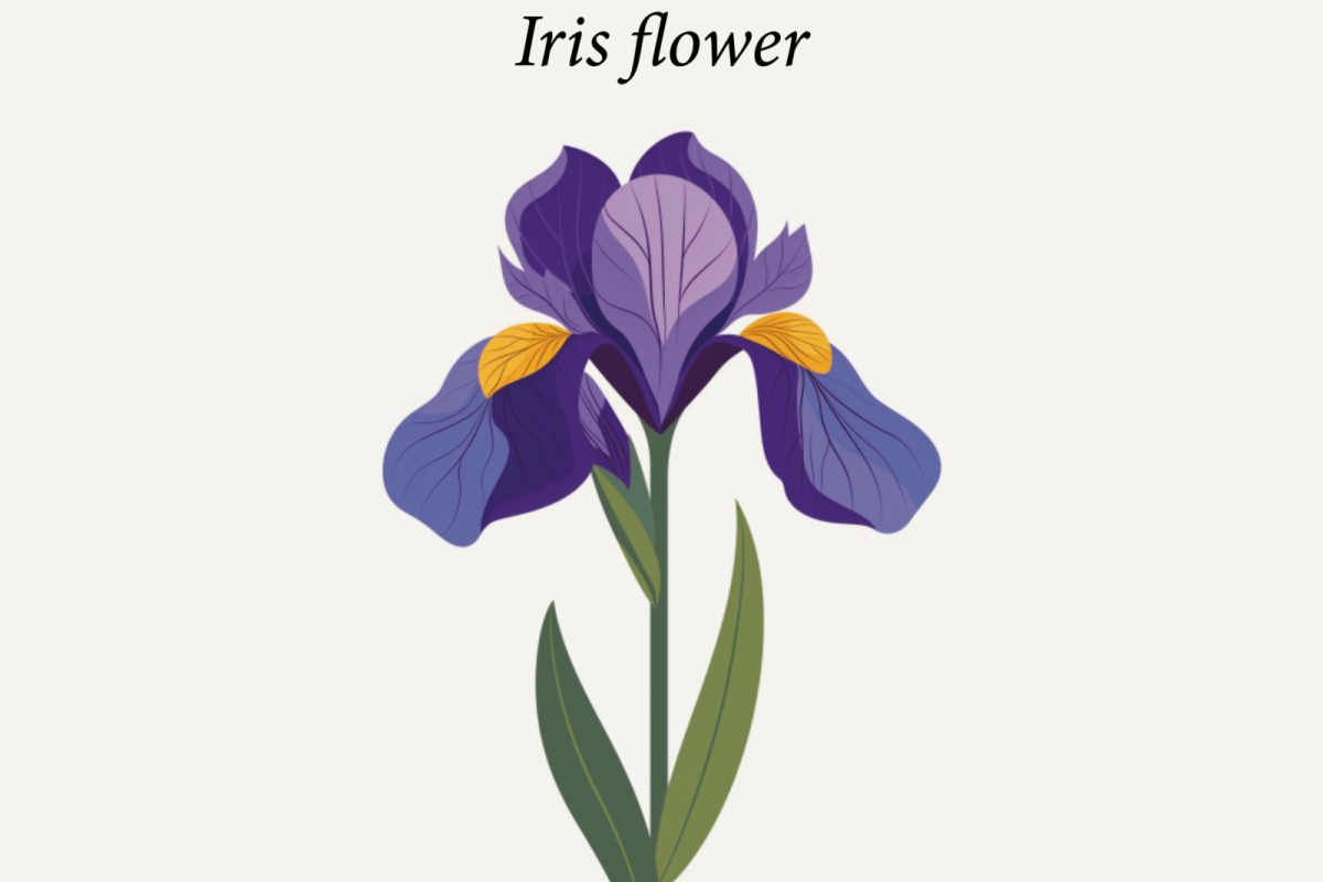 Cvijet_Iris